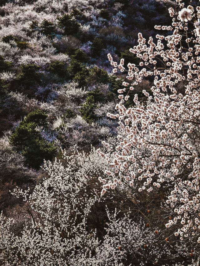 桃花環繞望寶川鐵臂銀山與塔林