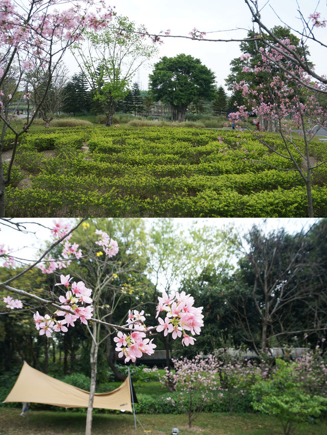 佛山這免費公園、遛娃露營櫻花喂動物