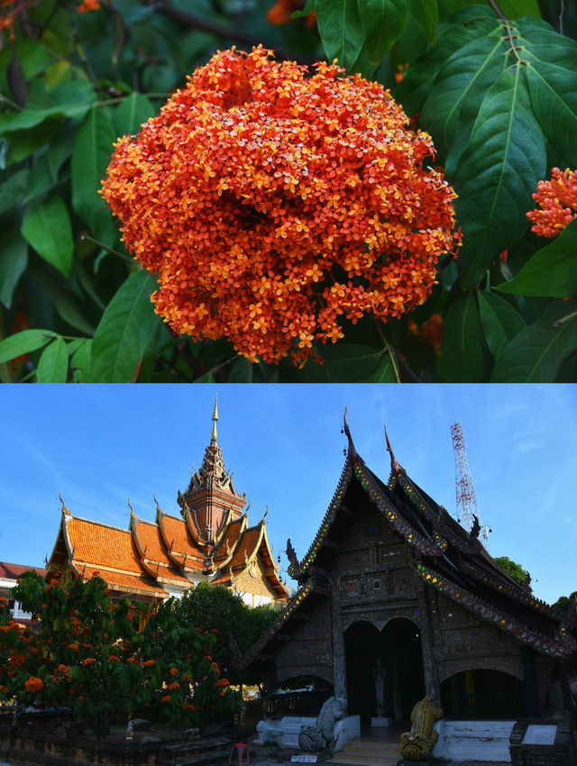 泰國旅遊｜還有人記得泰囧廟嗎？-清邁布帕蘭寺