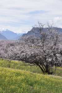 嘎拉村 | 遇見雪山下的最美桃花