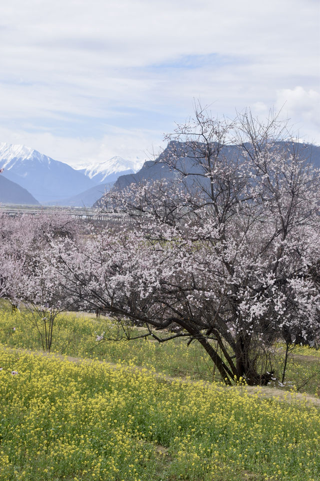 嘎拉村 | 遇見雪山下的最美桃花