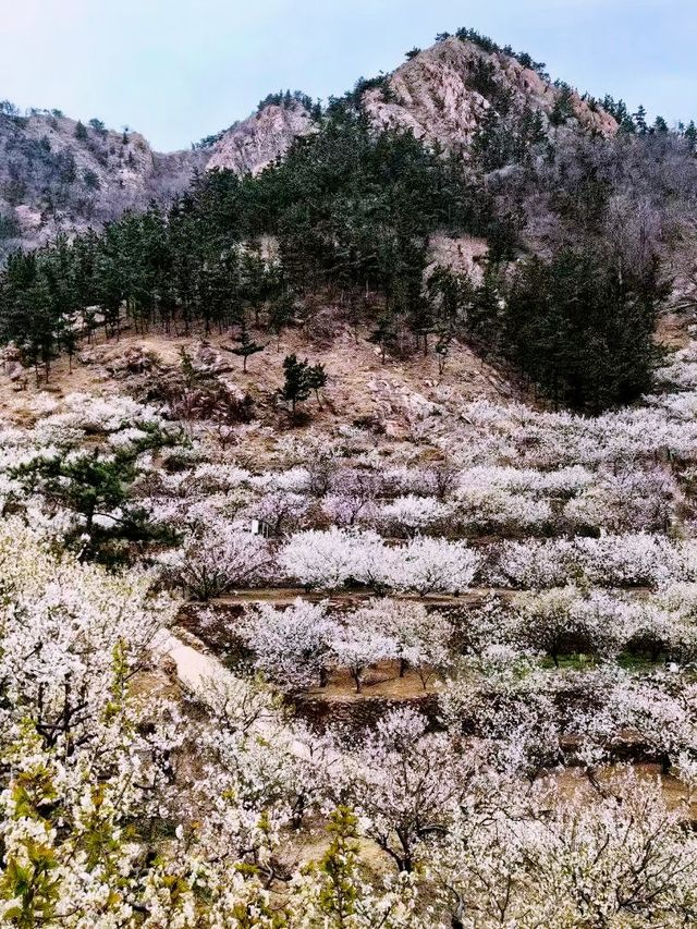 春日賞花好去處，櫻花谷的櫻花全部綻放啦！