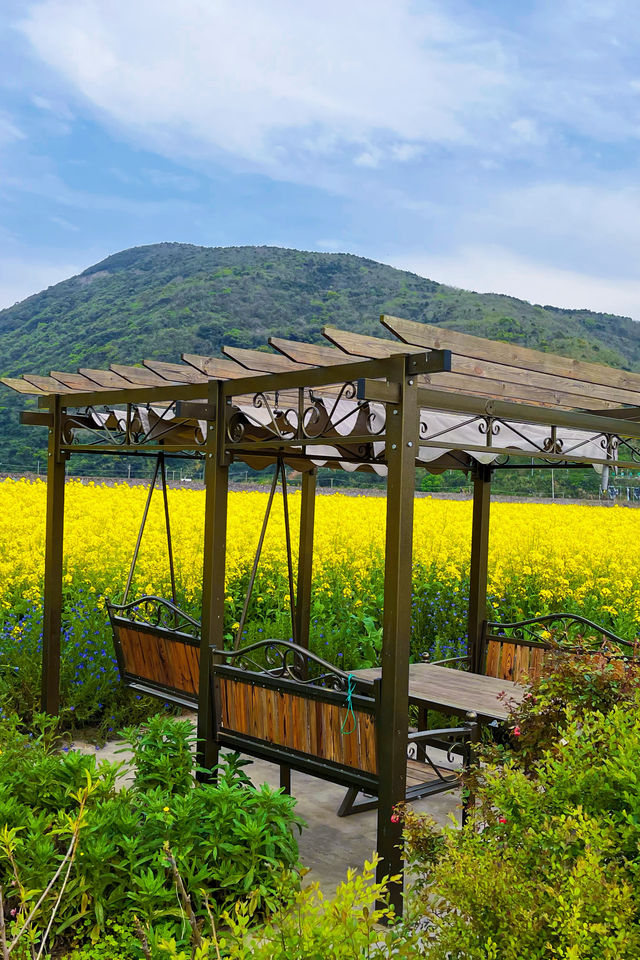 小眾可自駕的海島花田：宁波花岙島芸苔農業公園油菜花海賞花攻略