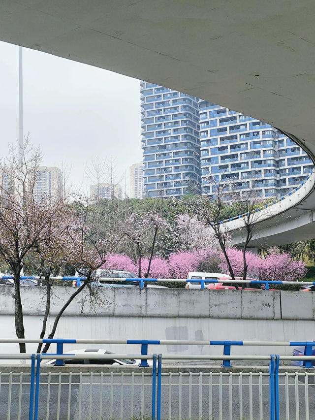 五里店/ 春和景明 一起偶遇吧 ……