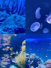 探索海洋奇妙之旅，日本東京陽光水族館等你來參觀！