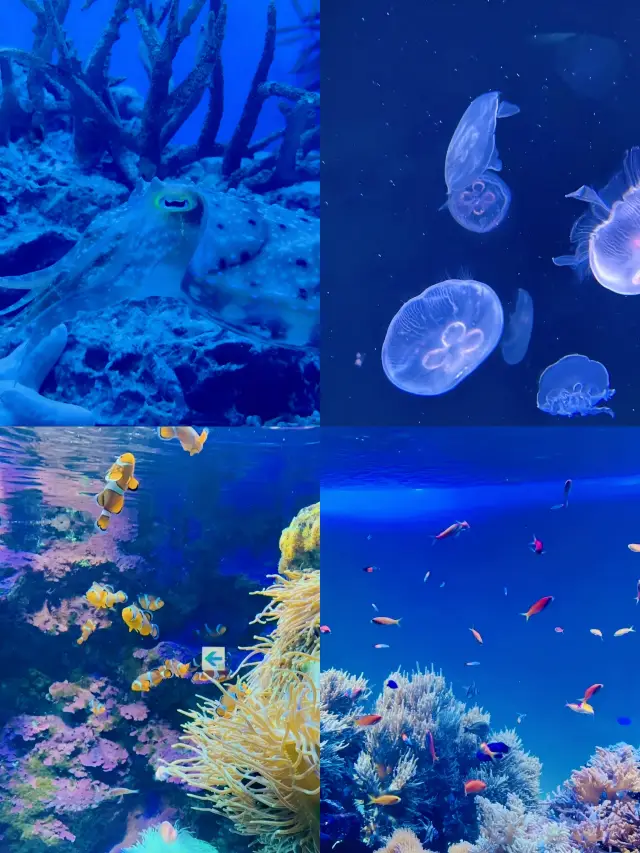 Embark on a wonderful journey of ocean exploration at Sunshine Aquarium in Tokyo, Japan, waiting for your visit!