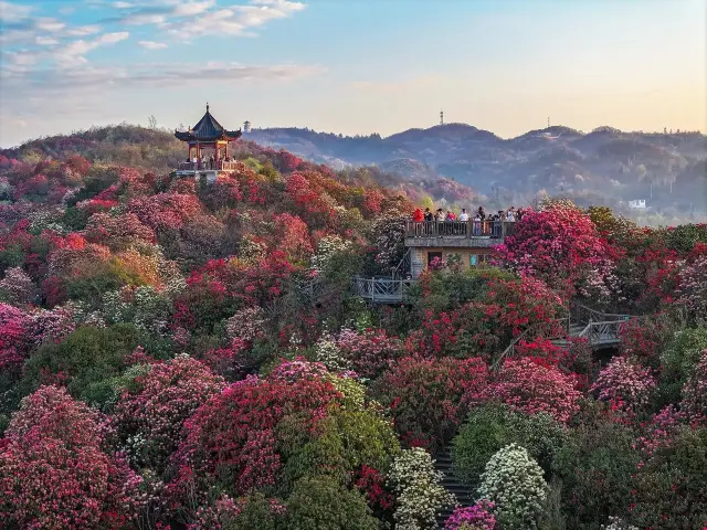 No one can resist the splendid spring of azaleas