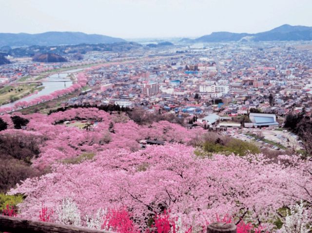 Sendai Sakura Charm