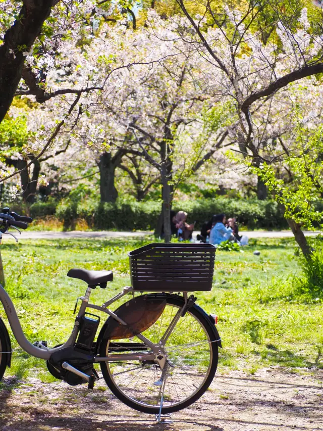 大阪城公園三日櫻花浪漫之旅 | 體驗歷史與自然的完美邂逅！