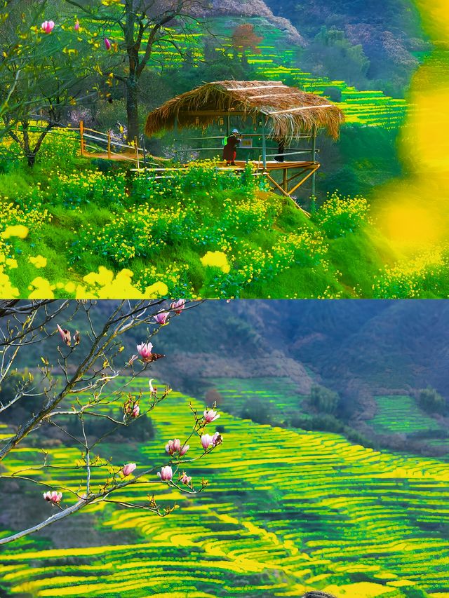 婺源醉美古村油菜花海｜