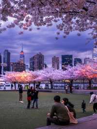SpringBolossoms at Hunter's Point New York🌸