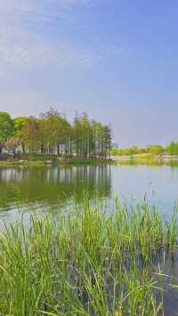 魔都西區的都市森林遠香湖公園