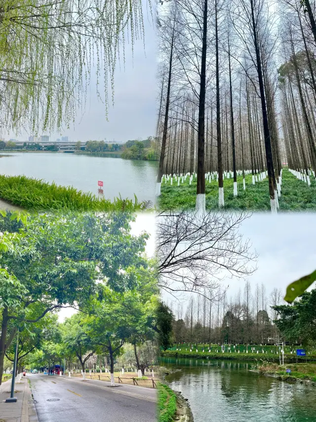 Palm and Metasequoia Meet | Shengxian Lake Park