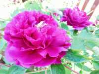 春日踏青賞花，與春天來一場浪漫之約