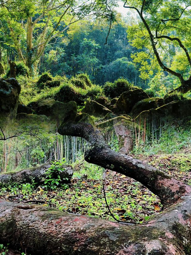 廣州邓山觀星小鎮的古榄園，一個連本地人都鮮為人知的綠意天地