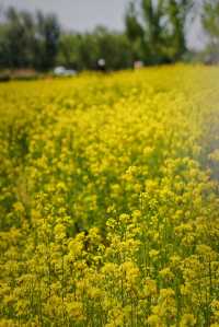 5月4日溫榆河實況｜油菜花開的好，人也多…