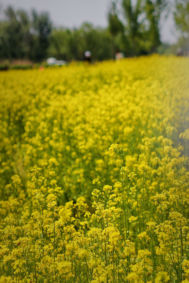 5月4日溫榆河實況｜油菜花開的好，人也多…