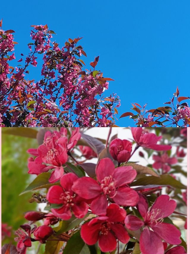 驚喜+意外，偶遇北美海棠花