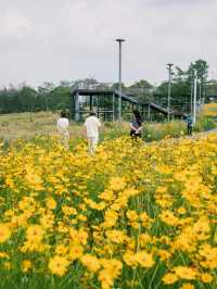 騎行尋寶！成都玉石濕地公園，邂逅超大規模花海