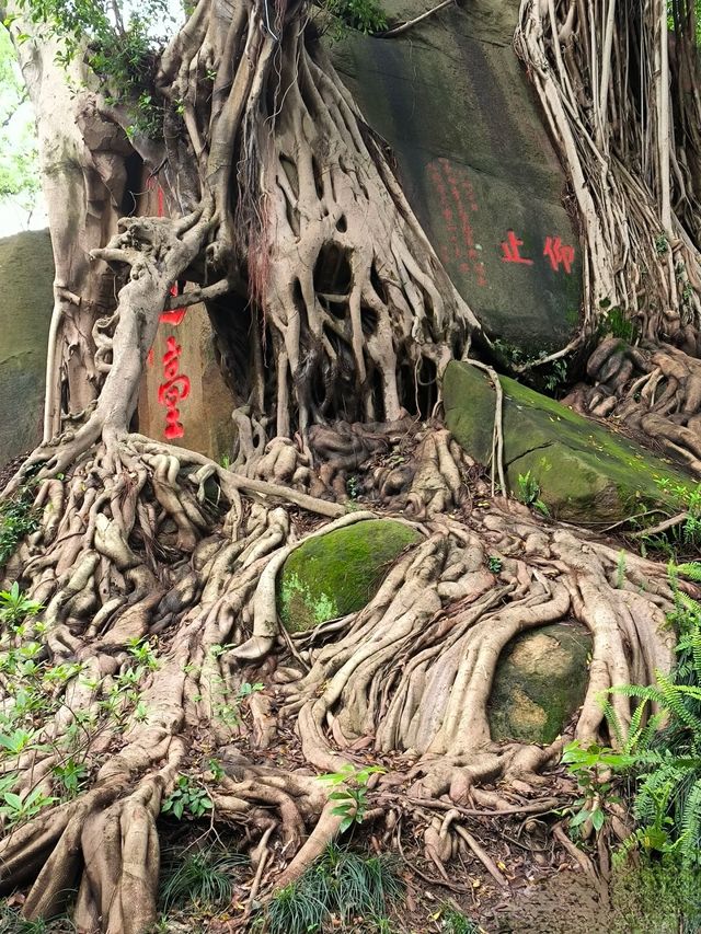 於山｜藏於鬧市中～獨守一方靜