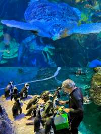 波士頓新英格蘭水族館體驗