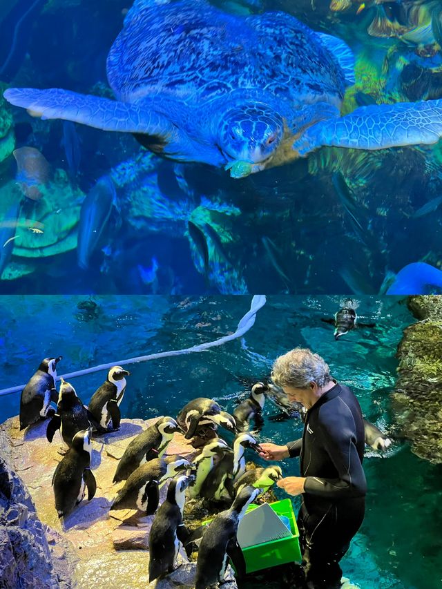 波士頓新英格蘭水族館體驗