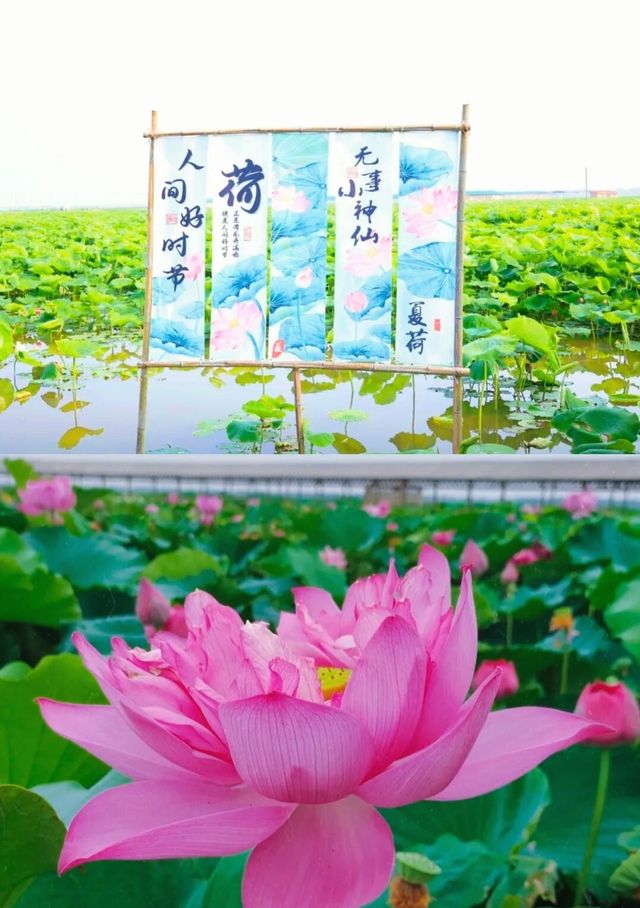 寧波賞荷