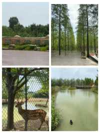 江蘇寶藏旅遊地——宿遷市泗洪縣洪澤湖濕地公園，你可不能錯