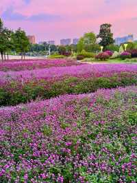 在佛山市區我找到了隱藏起來的花海公園