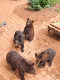 昆明圓通山動物園