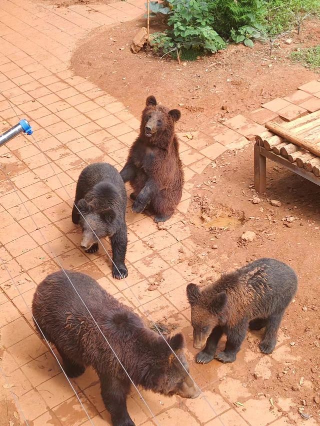 昆明圓通山動物園