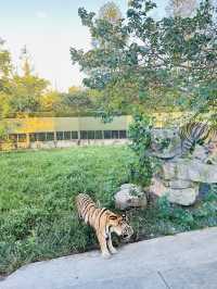 夜遊上海野生動物園