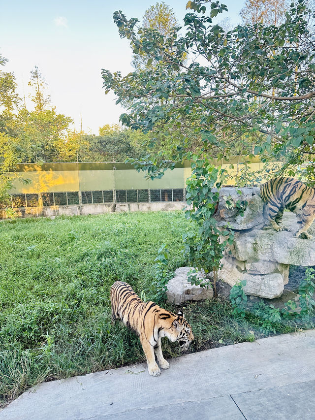 夜遊上海野生動物園