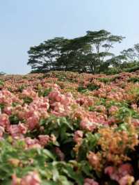 堪比莫奈花園！就在深圳灣流花山！
