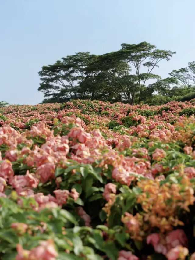 堪比莫奈花園！就在深圳灣流花山！