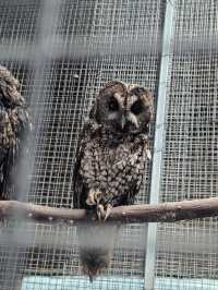 貴州｜森林野生動物園｜充滿自然魅力和野生動物奇觀的地方。
