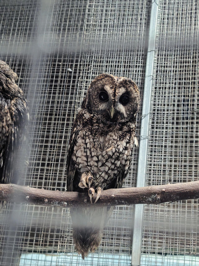 貴州｜森林野生動物園｜充滿自然魅力和野生動物奇觀的地方。