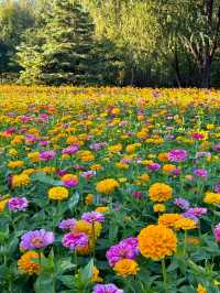 10.11實況！奧森今年的花海真的美得令我落淚。