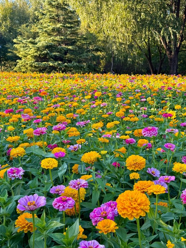 10.11實況！奧森今年的花海真的美得令我落淚。