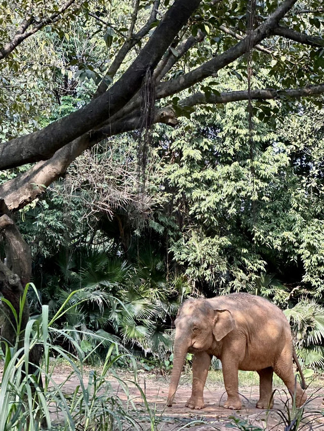 長隆野生動物世界：探秘自然的奇妙之旅