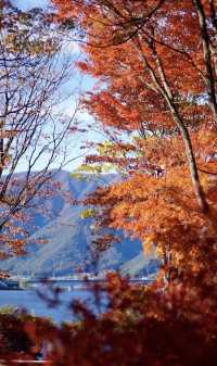 東京河口湖富士山賞紅葉全攻略。