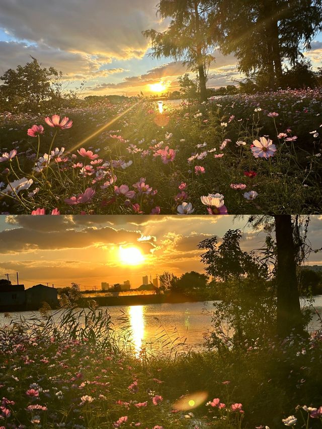 東錢湖花海，我們的後花園！。
