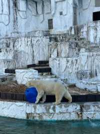 Nagoya | Visit Capybaras, but Management Says They're Gone