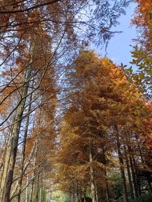 蔓筑酒店周邊遊之觀山湖公園。