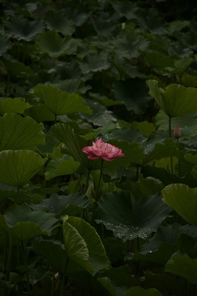 是重慶 是華嚴寺 是荷花