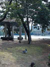景色優美大濠公園全攻略🥰超級吸引❤️