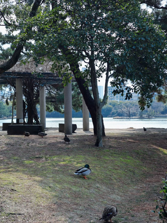 景色優美大濠公園全攻略🥰超級吸引❤️