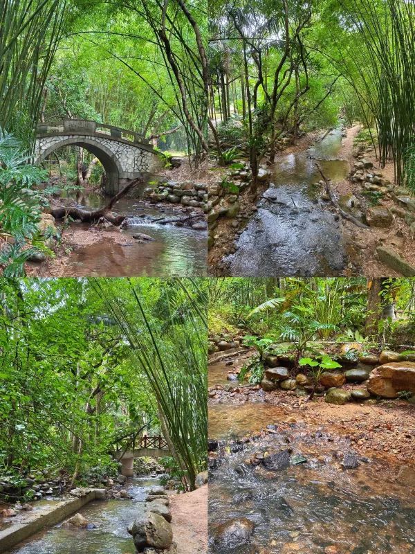 仙湖植物園一日遊❗️保姆級攻略（附路線）