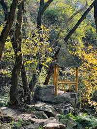 大口國家森林公園 | 森氧秘境，自然華章