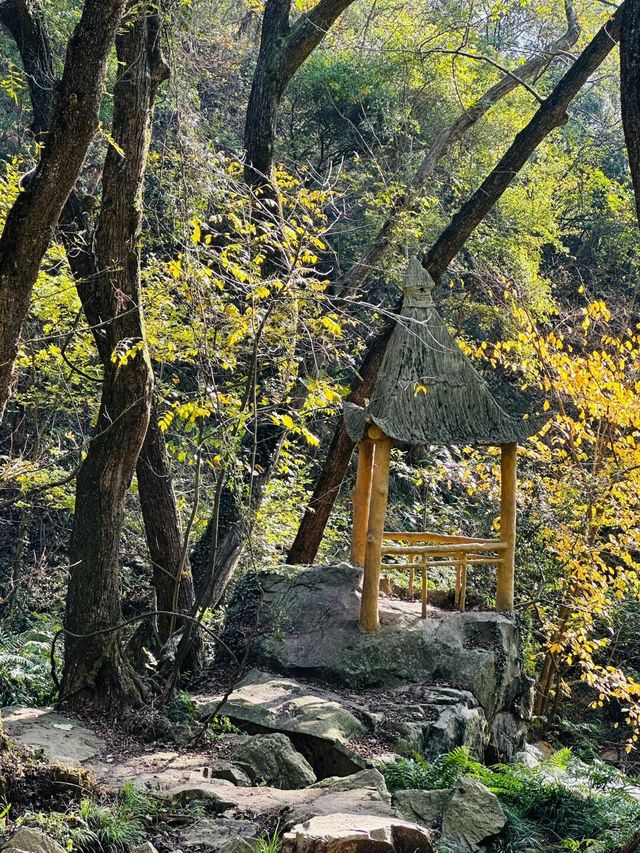 大口國家森林公園 | 森氧秘境，自然華章